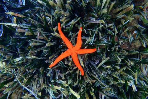 Una estrella de mar roja, en la pradera de posidonia de la reserva marina del Cavet, en Cambrils.