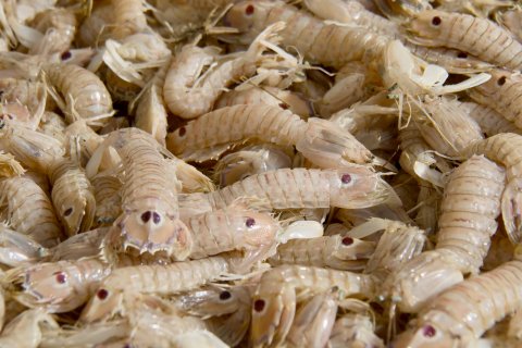 Galeres, produecte tradicional de la cuina marinera ebrenca.
