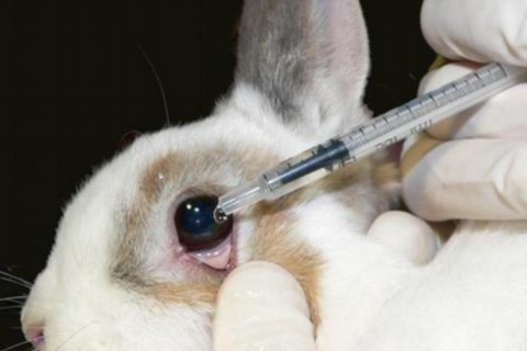 Conejo en un experimento para el uso de cosmeticos