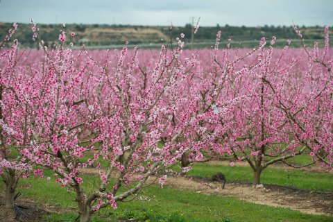 Un campo de melocotoneros en flor, en la Ribera d