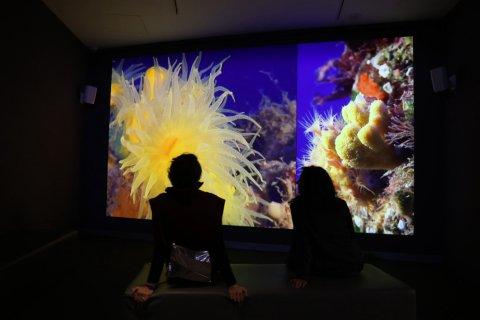 Los visitantes ya pueden visitar la exposición.