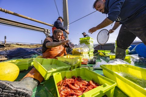 Embarcaciones de gamba roja