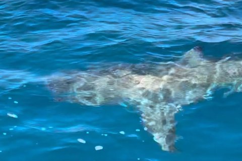 Fotograma del vídeo que subió a redes uno de los regatistas.