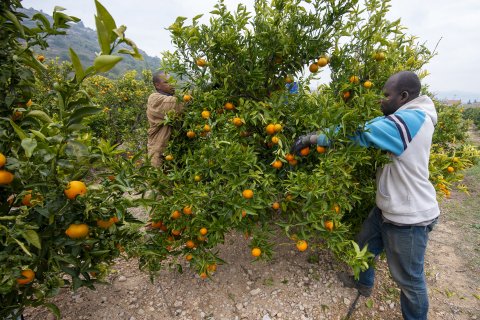 Recollida de cítrics en un camp.