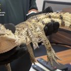 El caimán capturado por la Guardia Civil en el pantano de Almansa.