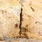 Proliferación de cucarachas