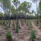 El 'jardinero' volvía al mismo lugar a replantar su particular huerto de marihuana