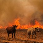 Las vacas huyen de las llamas durante un incendio forestal
