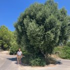 Lo Cente con el majestuoso olivo de la calle Come Mainé