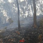 Estado de la zona tras el paso de las llamas en Riba-roja d'Ebre