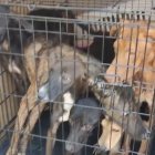 Imagen de los perros rescatados en el Baix Ebre