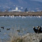 Al delta de l'Ebre habiten milers d'aus salvatges.