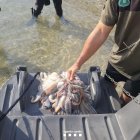 Uno de los pulpos de roca que se habían pescado ilegalmente en El Perelló