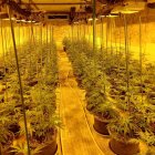 La plantación encontrada en Calafell