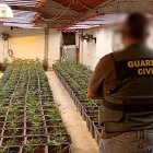 Las plantas de marihuana incautadas.