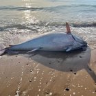 El atún media dos metros.