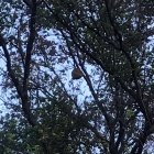 Uno de los nidos en la copa de un árbol del Molí de la Torre.