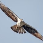 Un exemplar d'àliga cuabarrada.