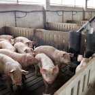 Catalunya es uno de los mayores exportadores de España de productos cárnicos de cerdo.