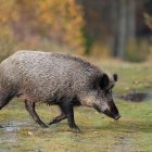Un ejemplar de jabalí adulto.