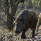 Ordeig ha previsto que, tras los dos jabalíes contagiados ya confirmados y los ocho que están en estudio, "seguramente saldrán más positivos".