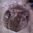 La troballa dels restes de la mula.