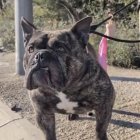 El perro fue abandonado atado a una farola.