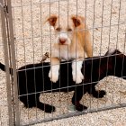 Imagen de dos de los cachorros que pudieron ser salvados del fuego