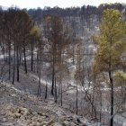 Zona forestal arrasada per l'incendi.
