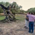 L'olivera morta convertida en expressió artística a Ulldecona.