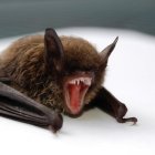 Salut alerta de que los murciélagos pueden contraer la rabia.