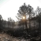 incendios en cultivos forestales