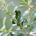 Detalle de una oruga del boj