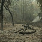 Superficie calcinada como consecuencia del incendio forestal en Carballeda de Avia (Ourense)