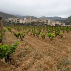 Las viñas de Josep Ramon Sedó, visiblemente mermadas, con La Vilella Baixa de fondo.
PRIORAT; VIÑAS; SEQUÍA