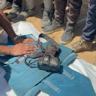 Cinco periodistas han muerto este lunes tras un ataque israelí en un hospital de Gaza