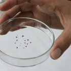 El estudio de la URV sustituye los compuestos tóxicos utilizados por la industria