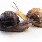 Ambientalistas de Nueva Zelanda han lanzado una campaña para hallar pareja a un caracol zurdo, cuya lateralidad le deja pocas probabilidades de apareamiento, con la que se espera que los ciudadanos ayuden a encontrar un espécimen que encaje