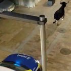 La vaquilla perseguida por un coche de la Policía Local de Ulldecona.