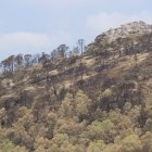 Un terreny cremat en l'incendi de Paüls, al juliol.