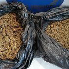 La marihuana encontrada en Calafell.