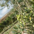 Olivas arbequinas en una finca del Alt Camp.