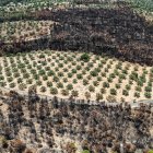 Finca d'oliveres a la Plana de Xerta envoltada de zona cremada.