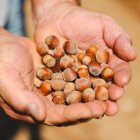 L'avellana ha patit molt la sequera d'aquests últims anys.