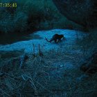 La nútria se ha detectado en el entorno del río Monstant, en el Parc Natural.