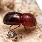 Este insecto, procedente de Asia, es el culpable de la muerte de ejemplares de algarrobos.