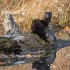 Un ejemplar de visón americano.