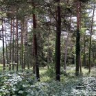 Un bosque en Capolat, al Berguedà