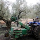 Un tractor sacseja una olivera a Santa Bàrbara