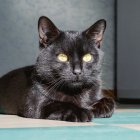 Los gatos negros serían los felinos más buscados para estos rituales.